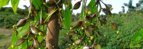 Inflorescences femelles