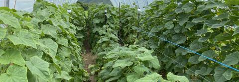 Concombre diversification sous abri en saison chaude