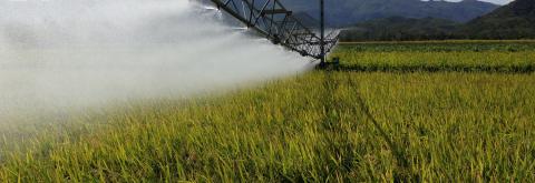 Irrigation des parcelles de riz